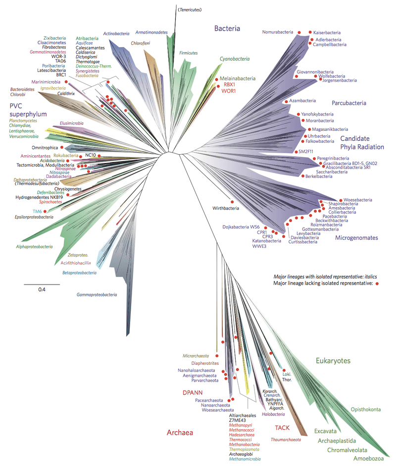 Tree of life