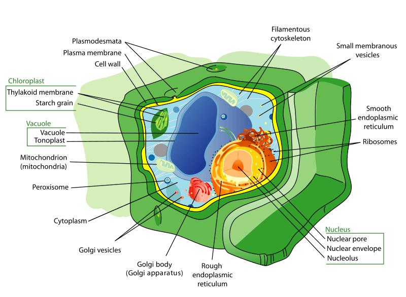 plant cell wall and cell membrane