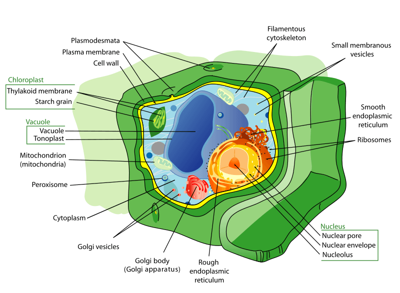 plant cell diagram