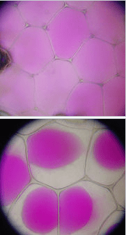 Plasmolysis