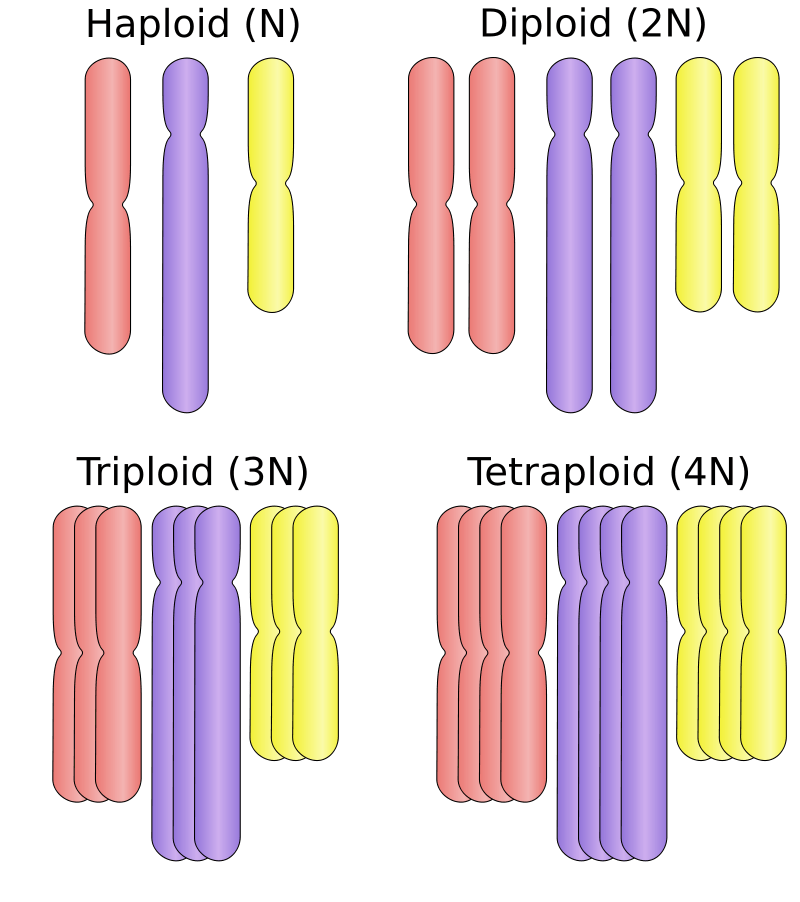 Schematic diagrams of the different ploidies