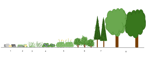 primary succession lichens