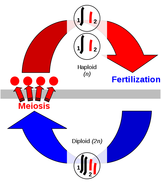 Sexual reproduction diagram