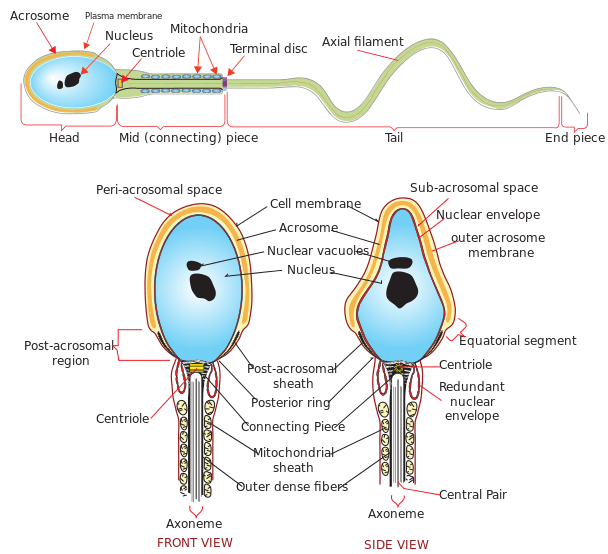 Gamete - Definition and Examples - Biology Online Dictionary Gamete - Definition and Examples - Biology Online Dictionary