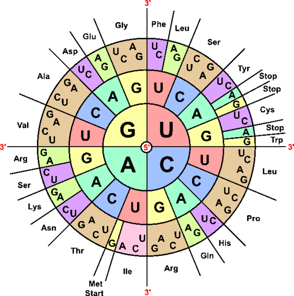 RNA codon amino acid chart