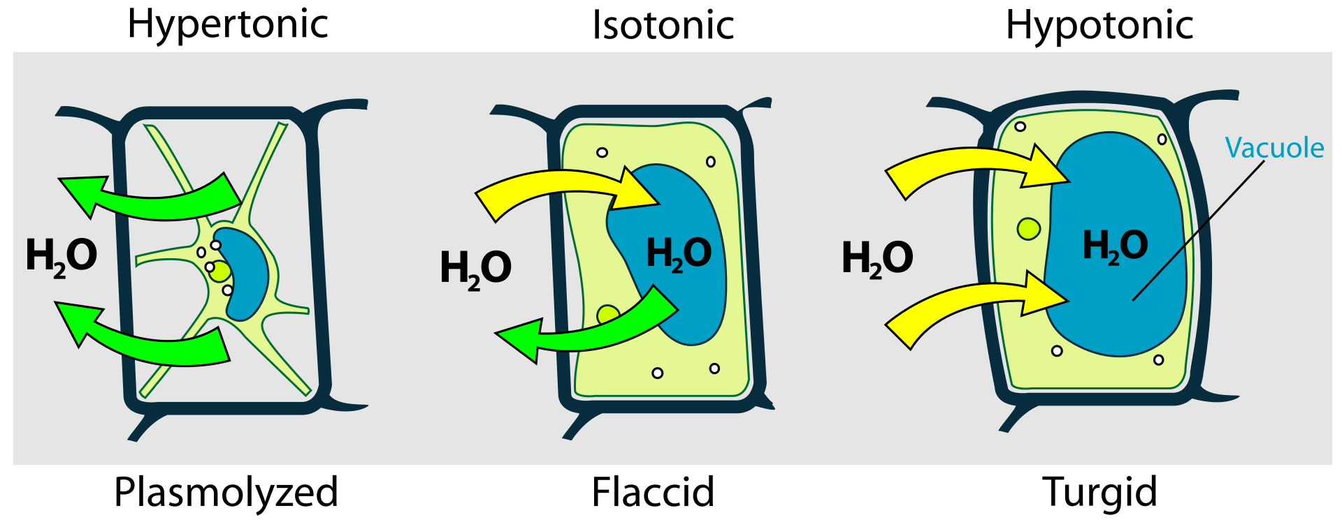 Change in plant cell shape due to dissolved solutes