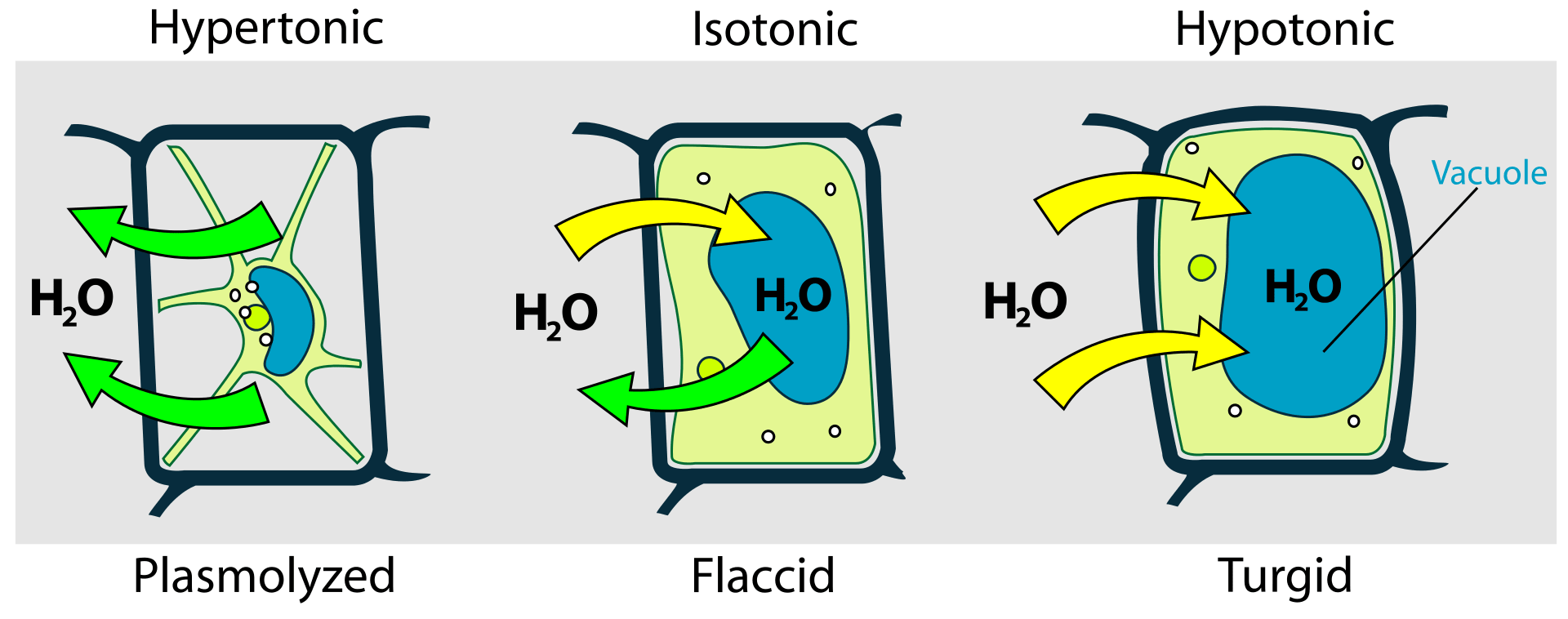 Turgidity Definition And Examples Biology Online Dictionary
