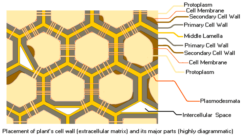 plant cell wall illustration